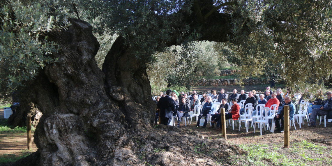La collita d’oli mil·lenari al territori Sénia cau a només 66 litres per la sequera