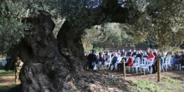 La collita d’oli mil·lenari al territori Sénia cau a només 66 litres per la sequera