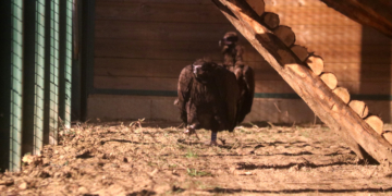 Els voltors tornaran a sobrevolar el Parc Natural dels Ports gràcies a un projecte de reintroducció de l’espècie