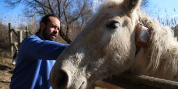 Monitoren els moviments dels cavalls de la reserva natural de Sebes a Flix per millorar l’impacte en la biodiversitat