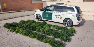 La Guàrdia Civil intervé 100 quilos de llentiscle que havia estat recol·lectat al Parc Natural de la Fontcalda