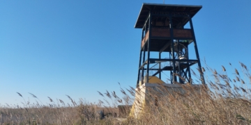 La reducció d’arrossars inundats a l’hivern disminueix la presència d’aus al delta de l’Ebre