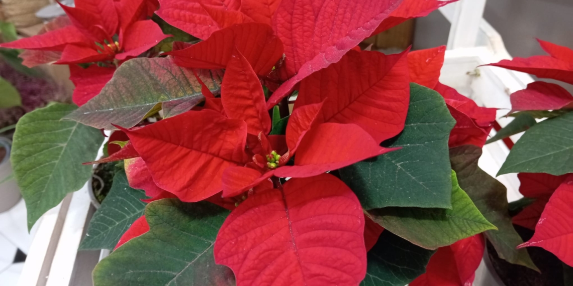 Els abonaments de Renfe es prorroguen el primer quadrimestre de l’any