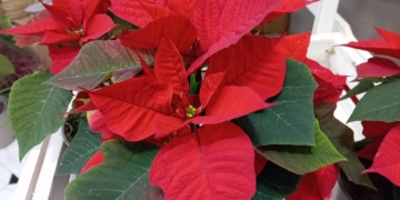 Els abonaments de Renfe es prorroguen el primer quadrimestre de l’any