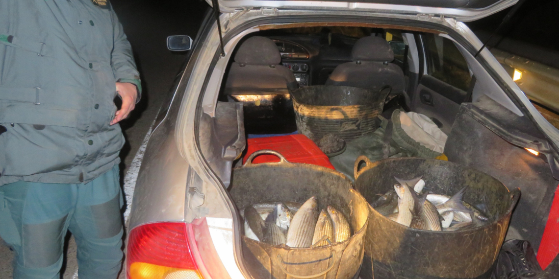 La Guàrdia Civil intercepta un centenar de quilos de peix i marisc il·legal a Deltebre i Sant Jaume d’Enveja