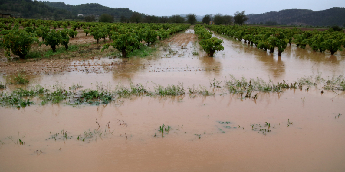 El govern de la Generalitat aprova ajudes de 5,5 milions per als camps afectats pel temporal de novembre