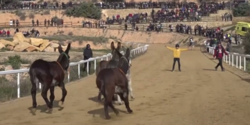 Corrides de la Festa de Sant Antoni d’Ascó