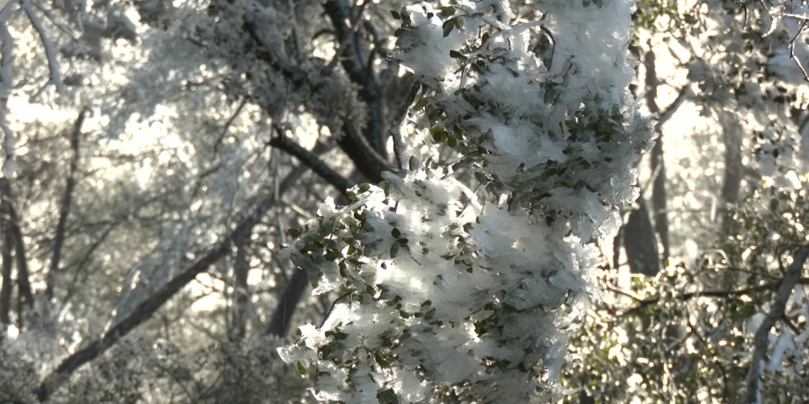 Imatges de la Terra Alta emblanquinada pel gel de la garbinada fruit de les baixes temperatures