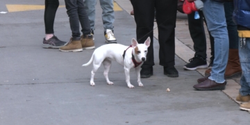 Festa de Sant Antoni de Móra d’Ebre, Festa de la clotxa i benedicció als animals