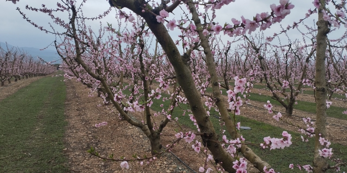 Més d’una vintena d’activitats a la Ribera d’Ebre per celebrar la floració dels arbres fruiters