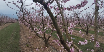Més d’una vintena d’activitats a la Ribera d’Ebre per celebrar la floració dels arbres fruiters