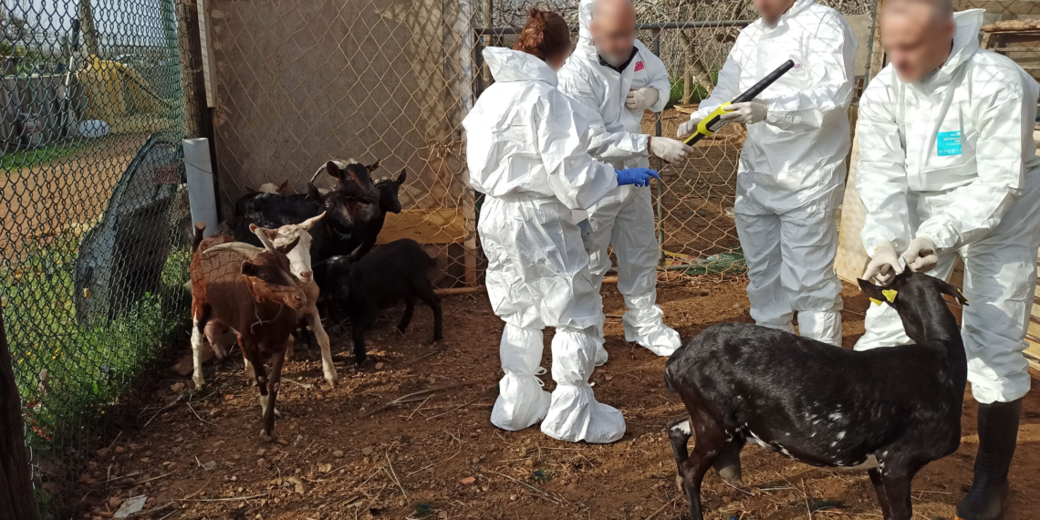 Detenen a dos homes a Constantí amb animals robats a ramaders de les Terres de l’Ebre i el Camp de Tarragona