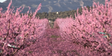Ribera en flor a Garcia