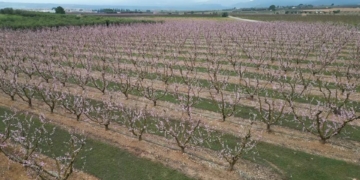 noticies ribera d'ebre