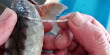 noticies terres de l'ebre