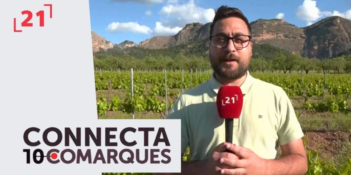 Han afectat les pedregades a la vinya i l’olivera?