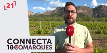 Han afectat les pedregades a la vinya i l’olivera?