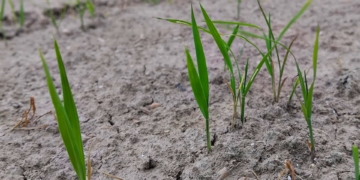 terres de l'ebre noticies