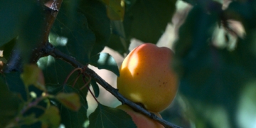 noticies terres de l'ebre