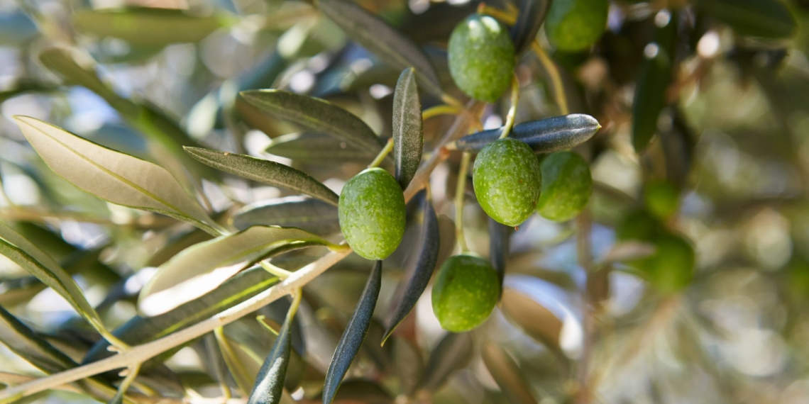 terres de l'ebre noticies
