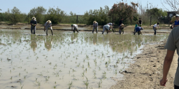 Amposta celebra la 36a Festa de la Plantada i reivindica la tradició arrossera del Delta