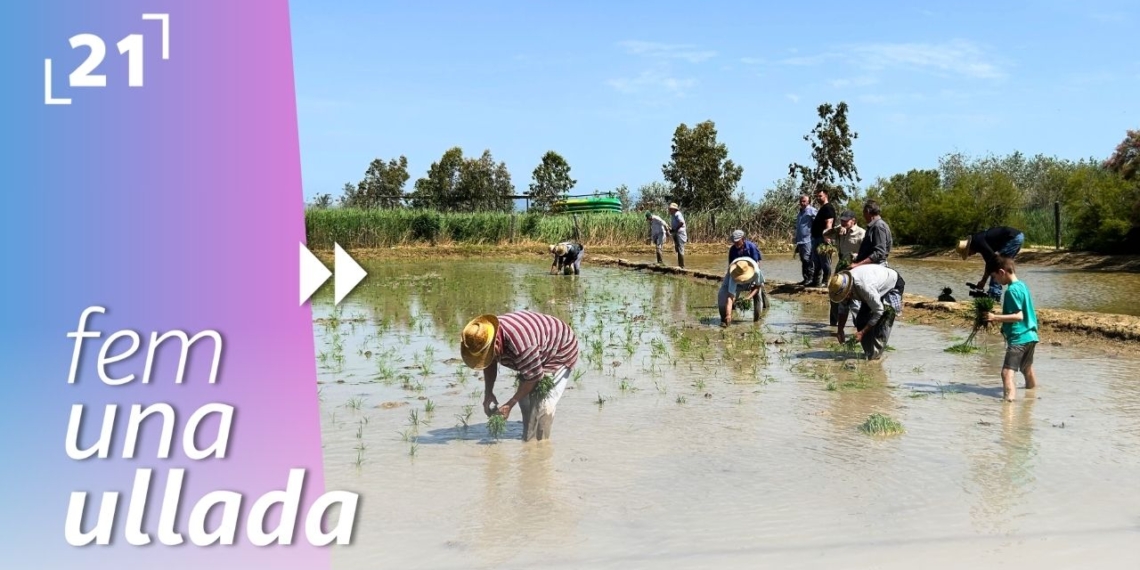 36a Festa de la Plantada d’Amposta