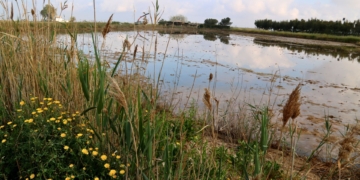 mosquits Delta de l’Ebre