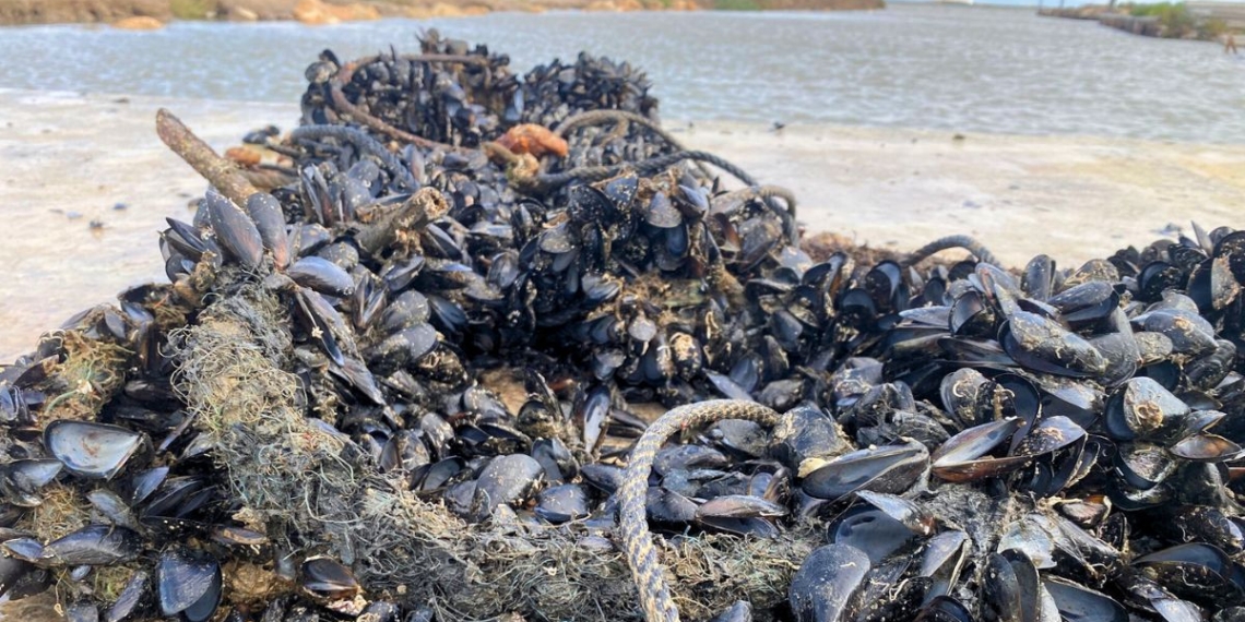 Notícies Musclos Delta de l'Ebre