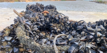 Notícies Musclos Delta de l'Ebre