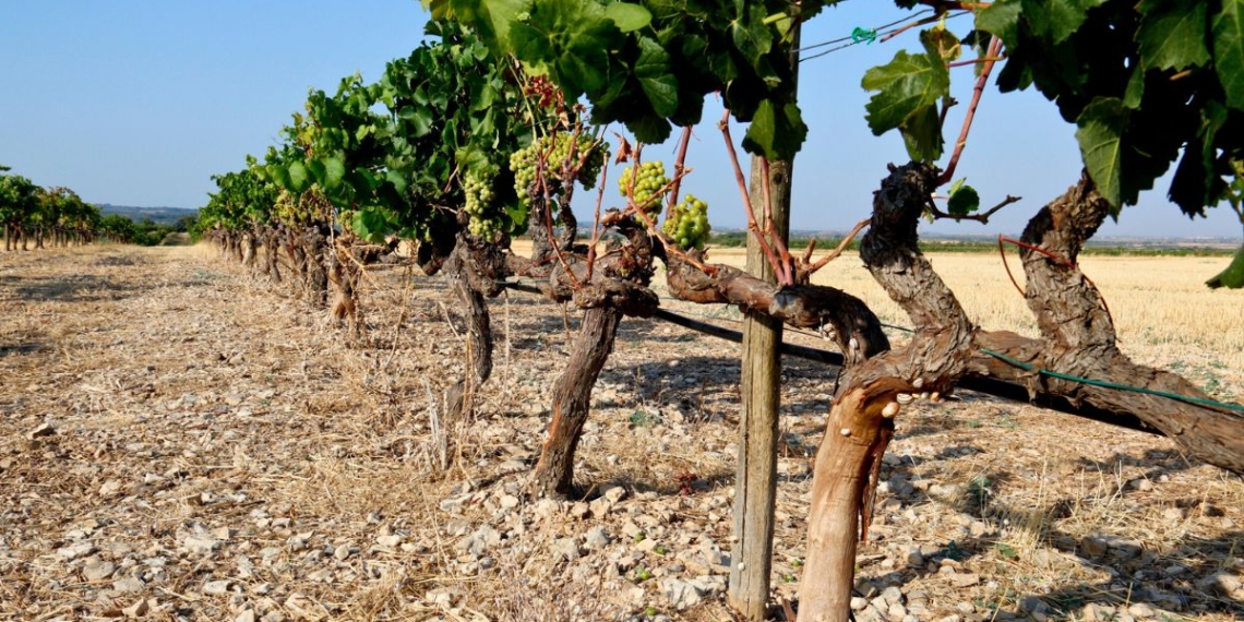 ajuts fauna cinegètica