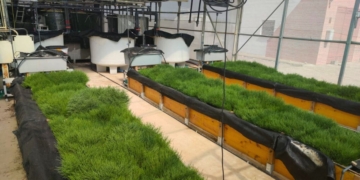 notícies la Ràpita