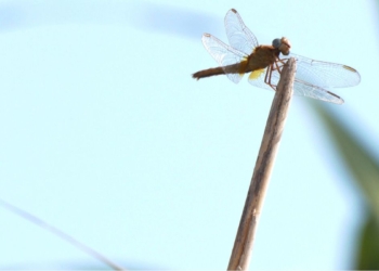 noticies terres de l'ebre