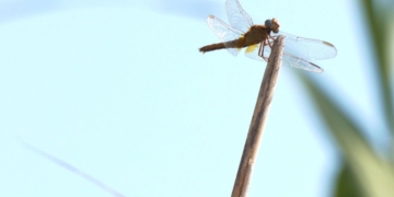 noticies terres de l'ebre