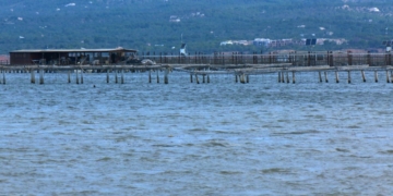cria de musclo delta de l’Ebre
