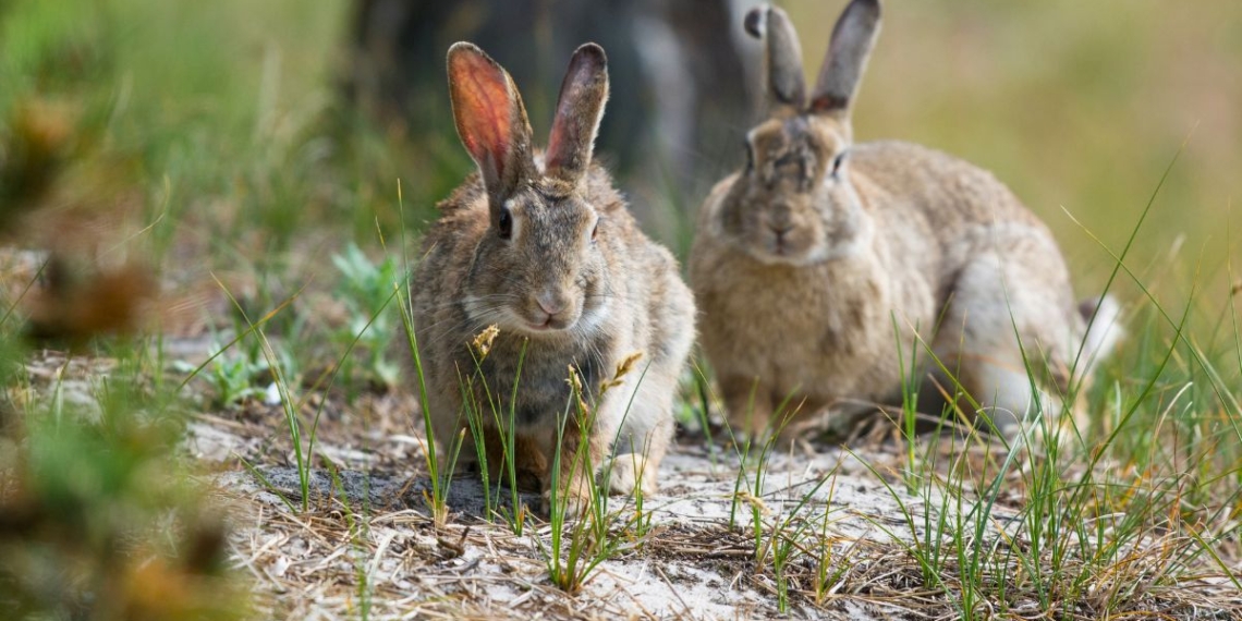 noticies terres de l'ebre