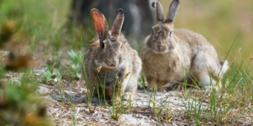 noticies terres de l'ebre