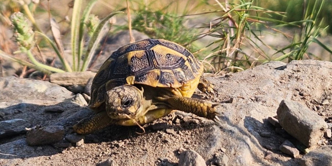 noticies terres de l'ebre