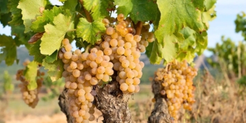 notícies Terra Alta