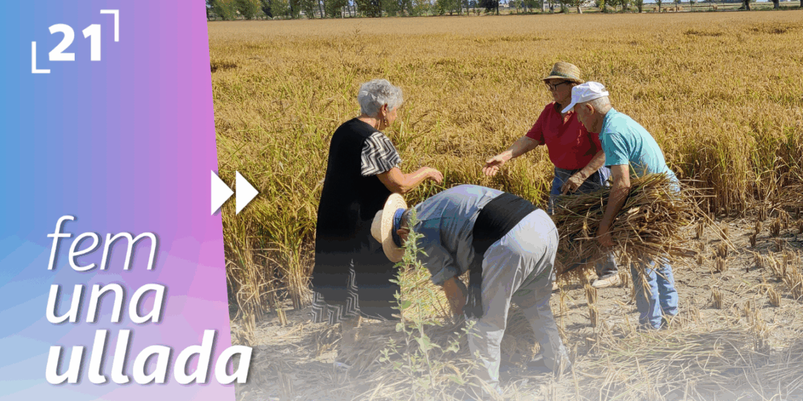 Festa de la Sega de l’Aldea