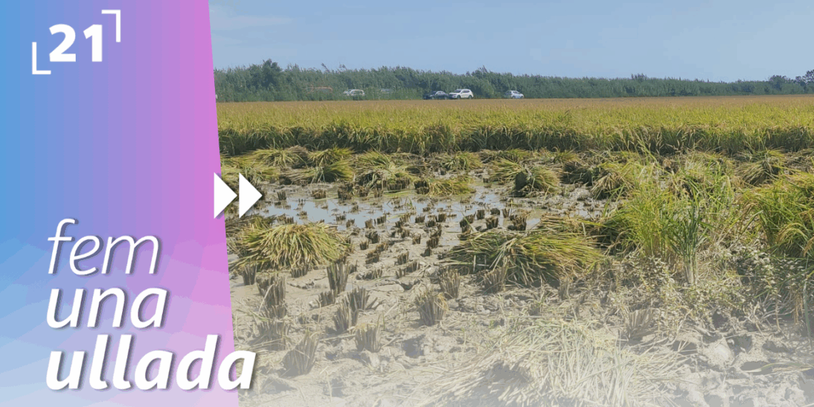Sant Jaume d’Enveja encenta la festa de la sega de l’arròs