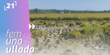 Sant Jaume d’Enveja encenta la festa de la sega de l’arròs