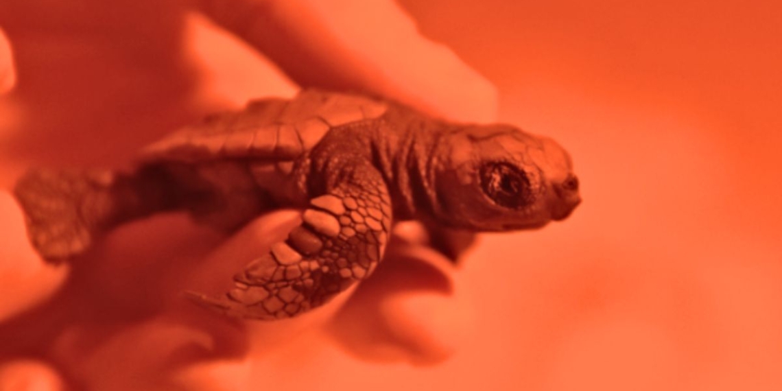 televisio terres de l'ebre