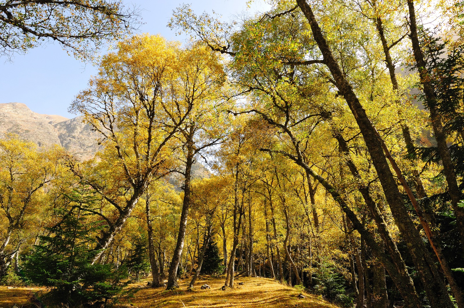 La Generalitat accelera la transformació verda amb una injecció econòmica de 269 milions a la bioeconomia de Catalunya
