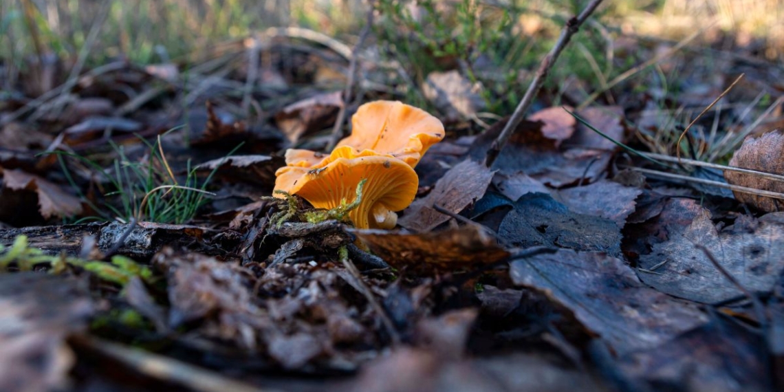 notícies Terres de l'Ebre