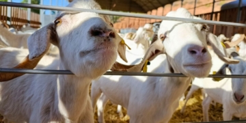 notícies Terra Alta