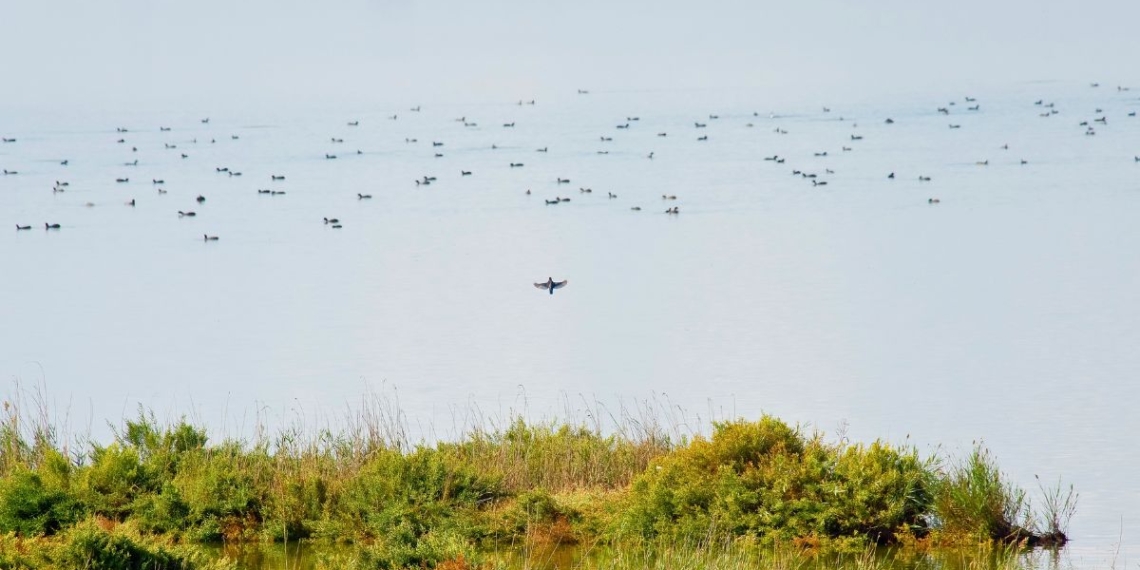 notícies Delta de l’Ebre