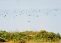 notícies Delta de l’Ebre