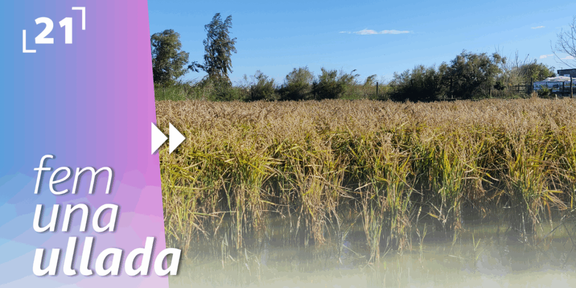 XXXV Festa de la Sega de l’Arròs d’Amposta