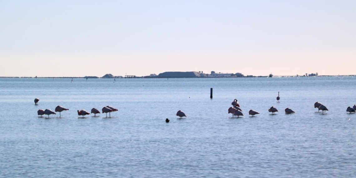 notíces badia dels Alfacs