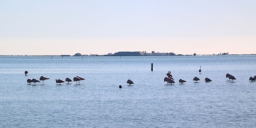 notíces badia dels Alfacs